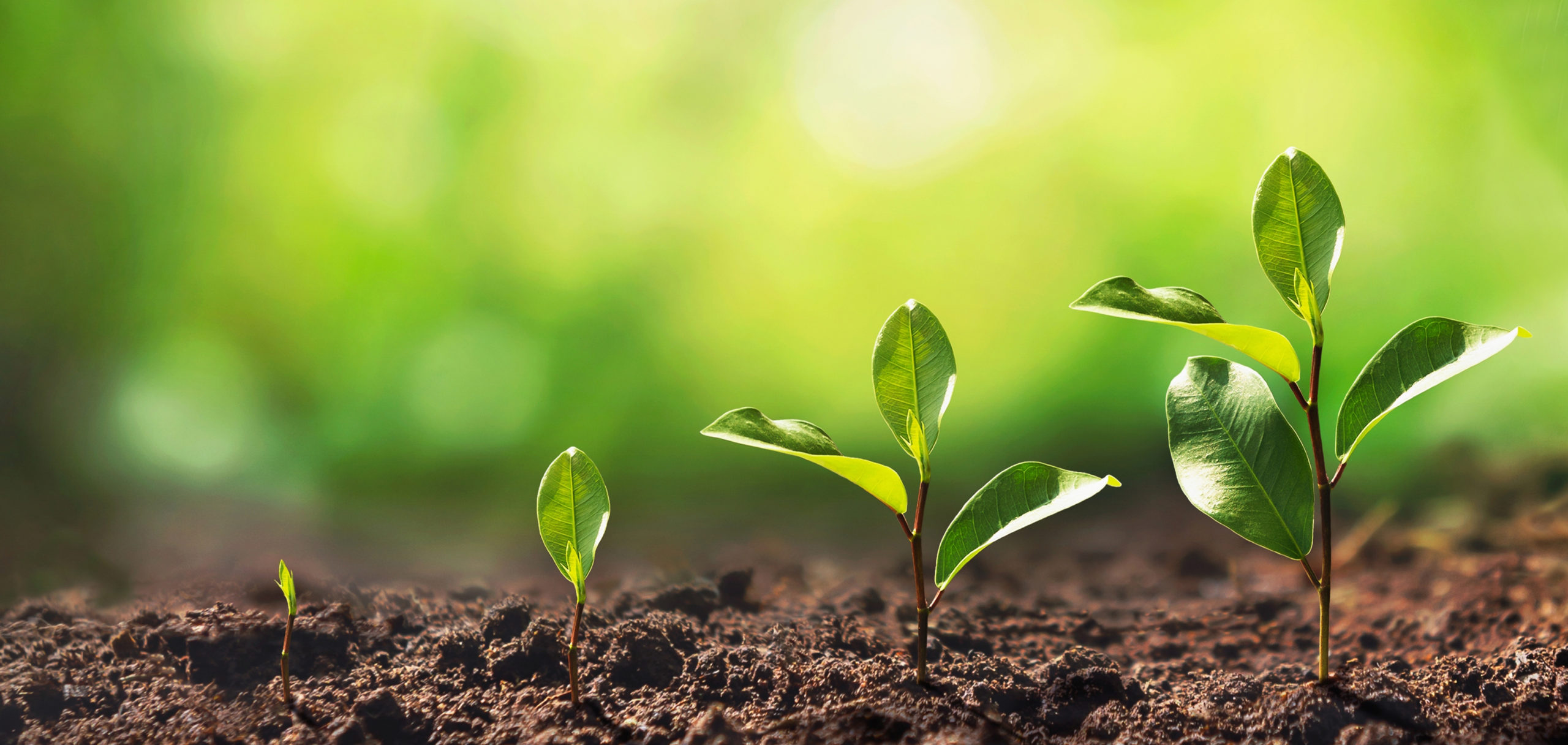 Nevada Organic Phosphate